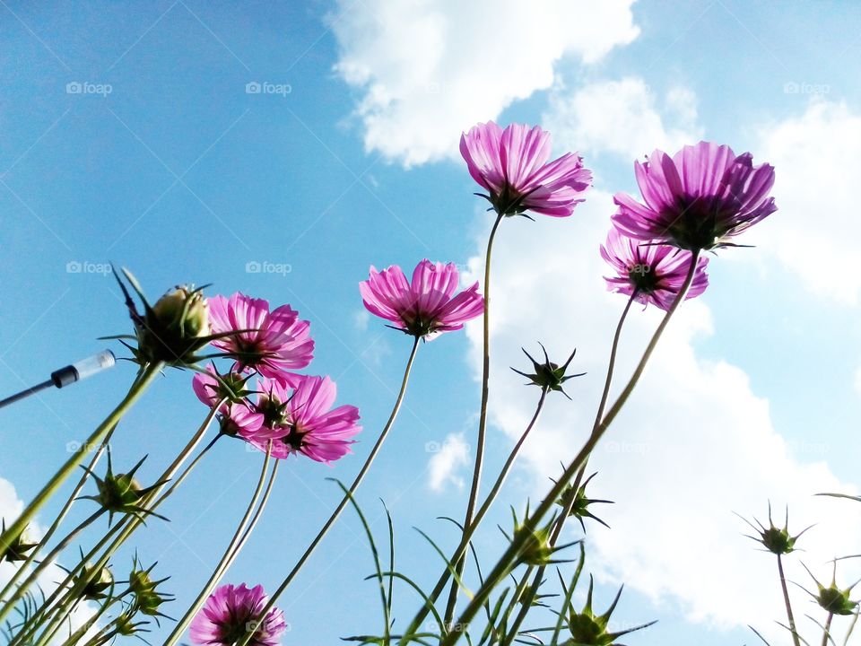 background from pink flowers and beautiful blue sky background