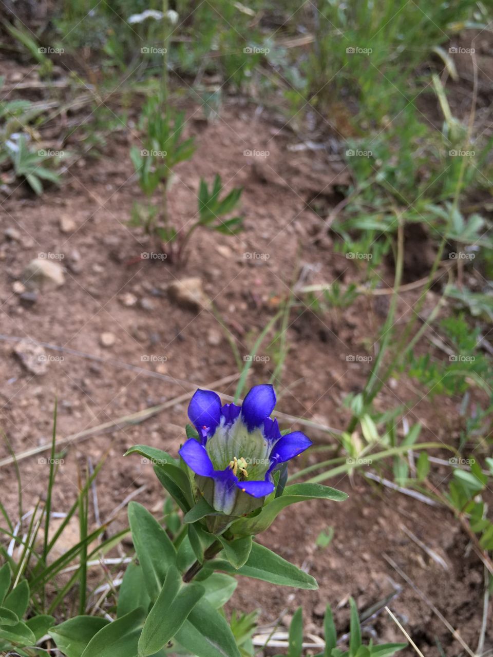 Wildflower. Colorado. 