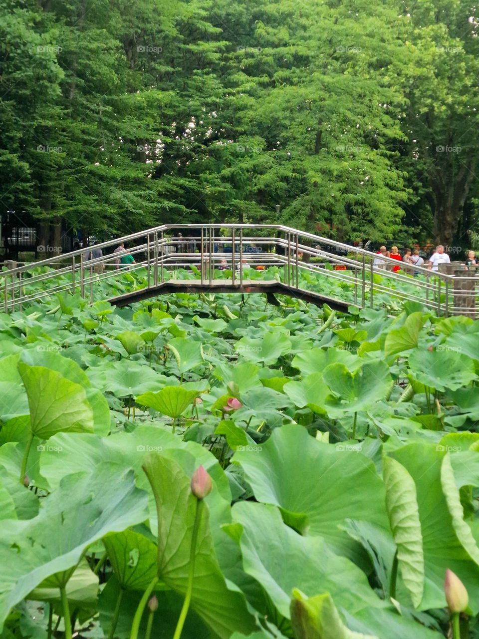 the lotus lake