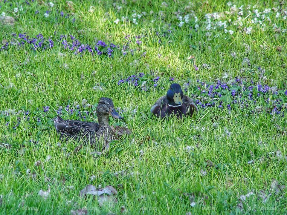 Two mallards ducks in grass