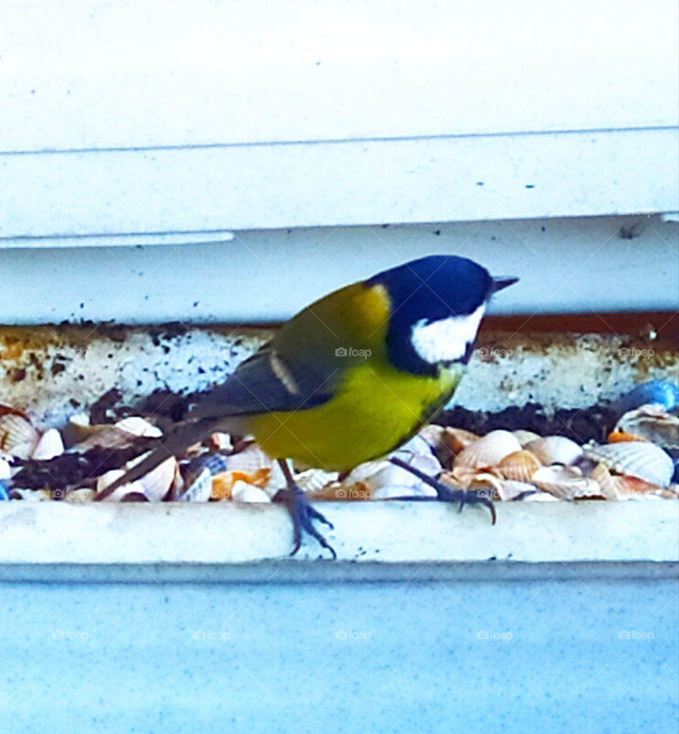 Tit on the balcony