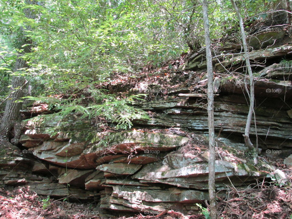 Wood, Tree, Nature, Environment, Landscape