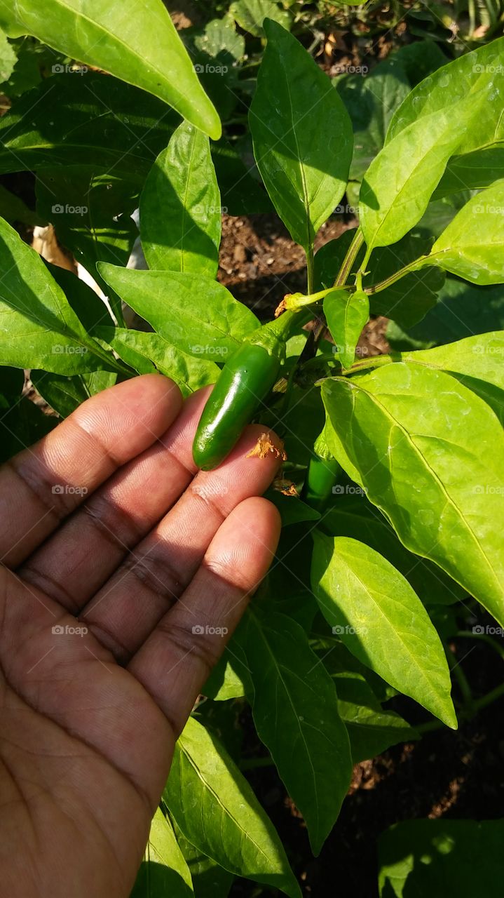 Leaf, Nature, Flora, Food, Agriculture
