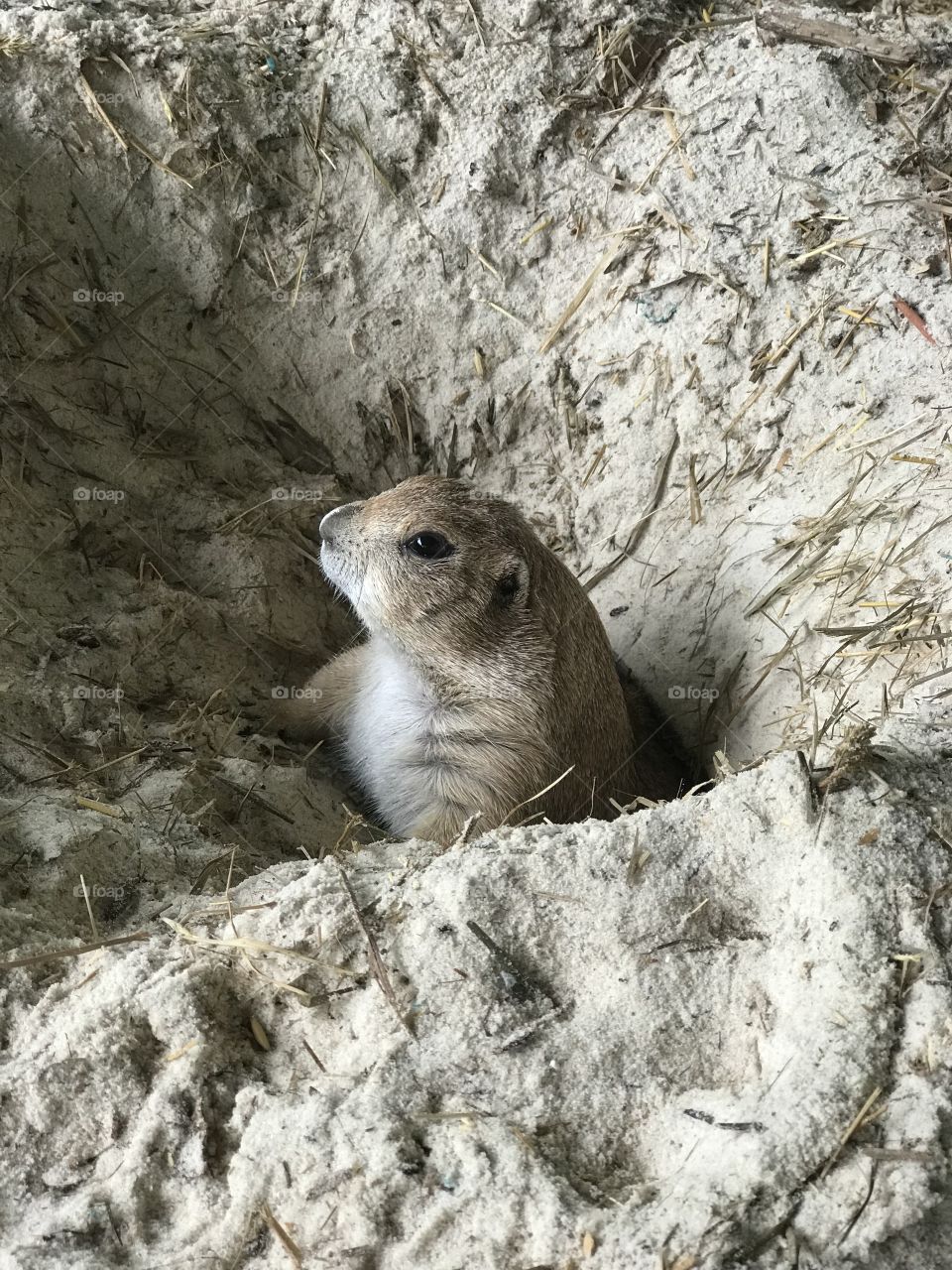 A prairie dog coming out of his home at a Farm in Key West. 