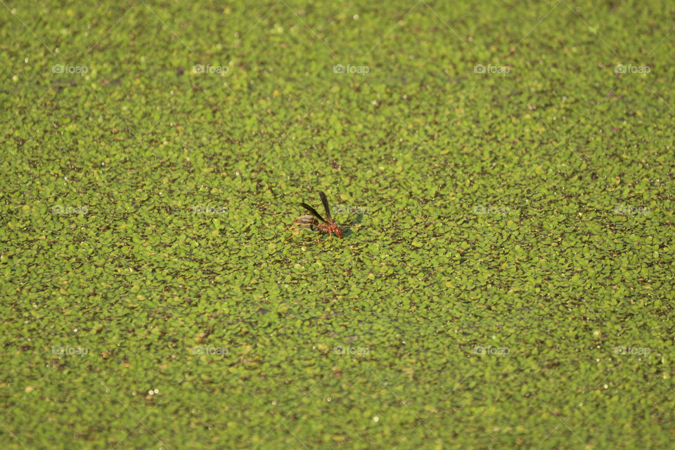 Red Paper Wasp on a Duckweed Covered Pond