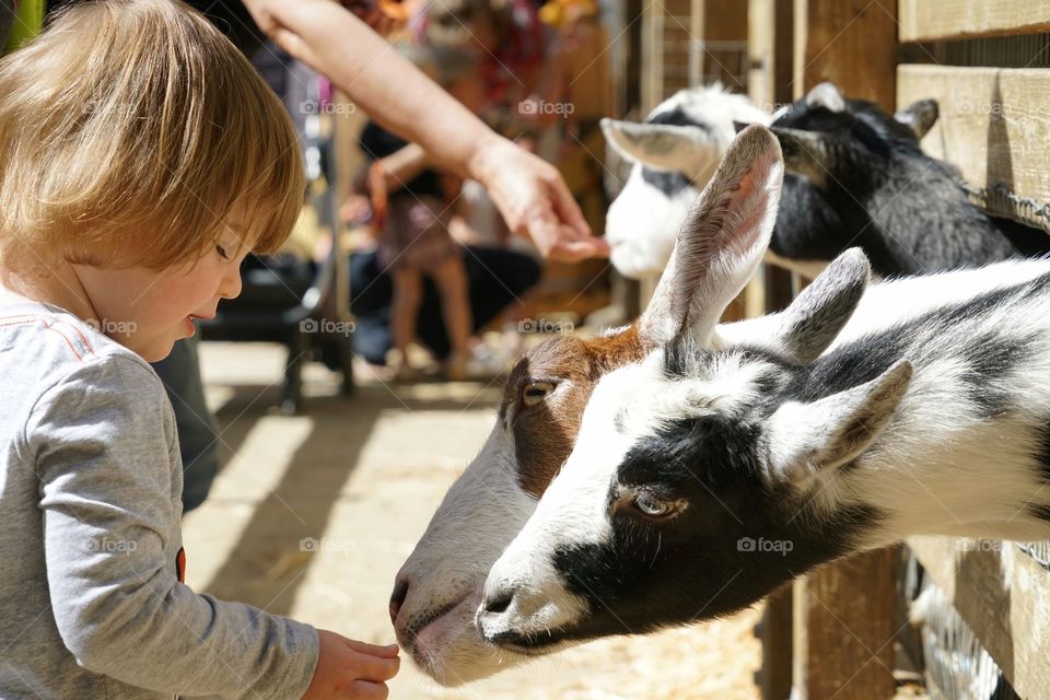 Young Girl Feeding Goats