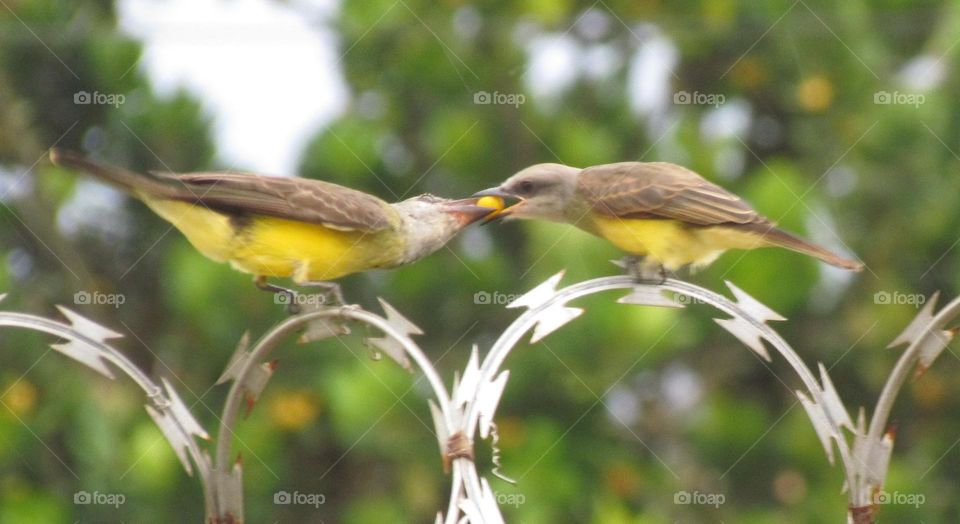 mom and son bird