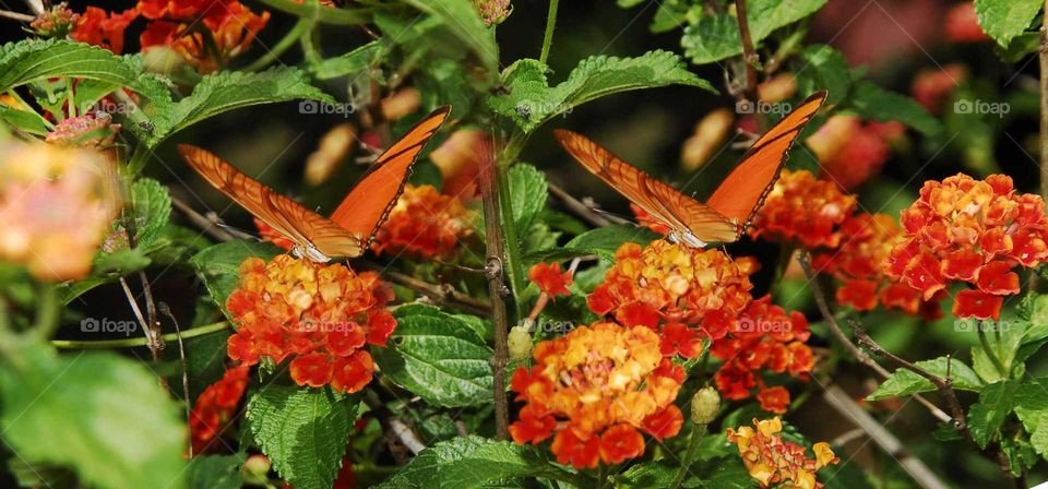 The colorful butterflies on the yellow flowers in the garden