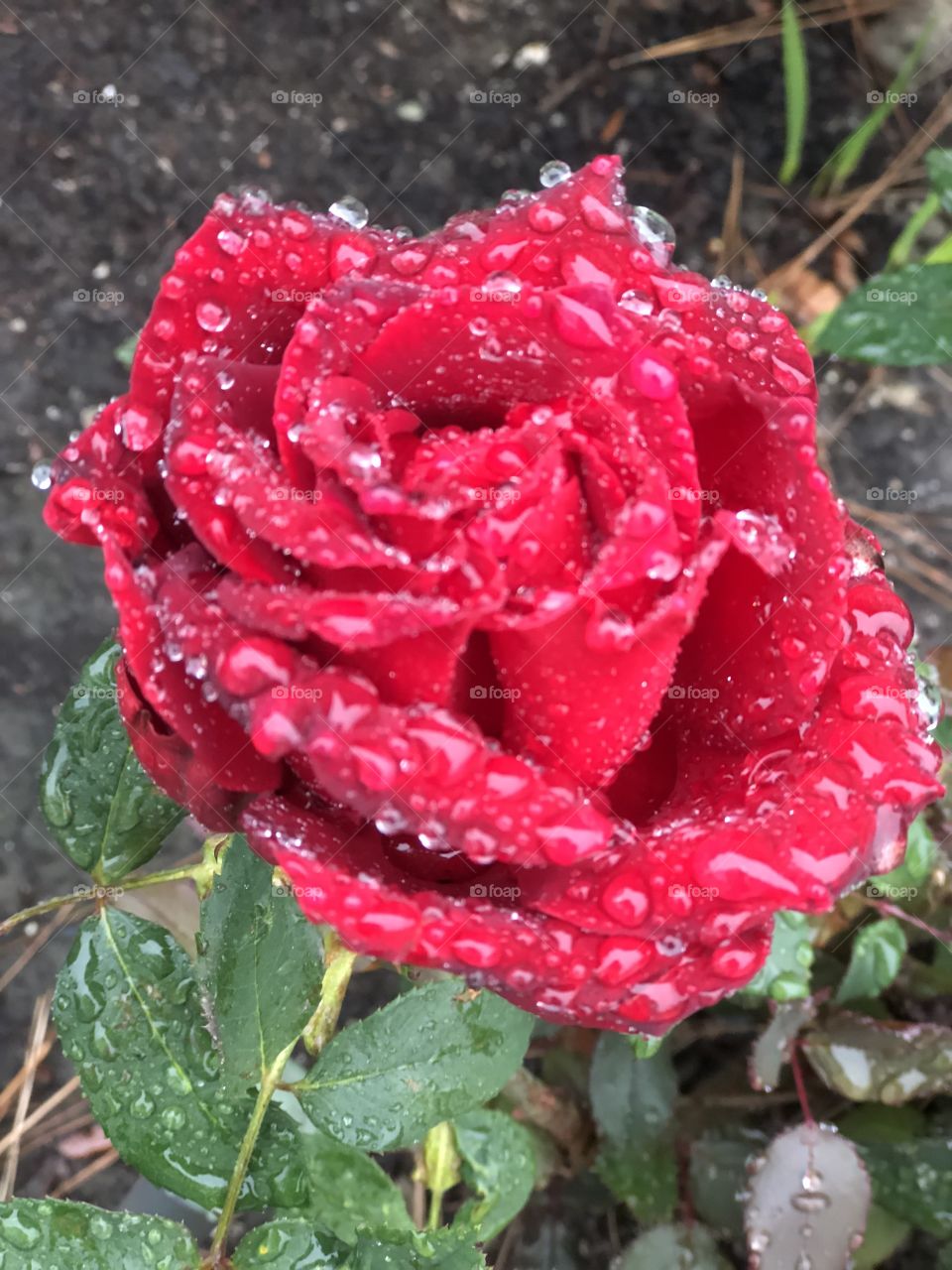 Raindrops on roses...