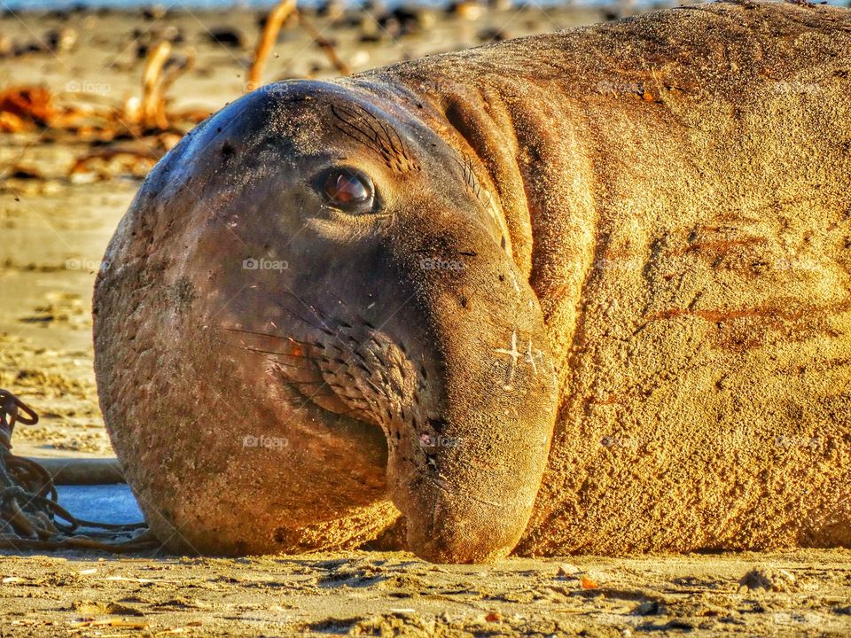 Sea Lion At Sunset. Marine Mammal During The Golden Hour
