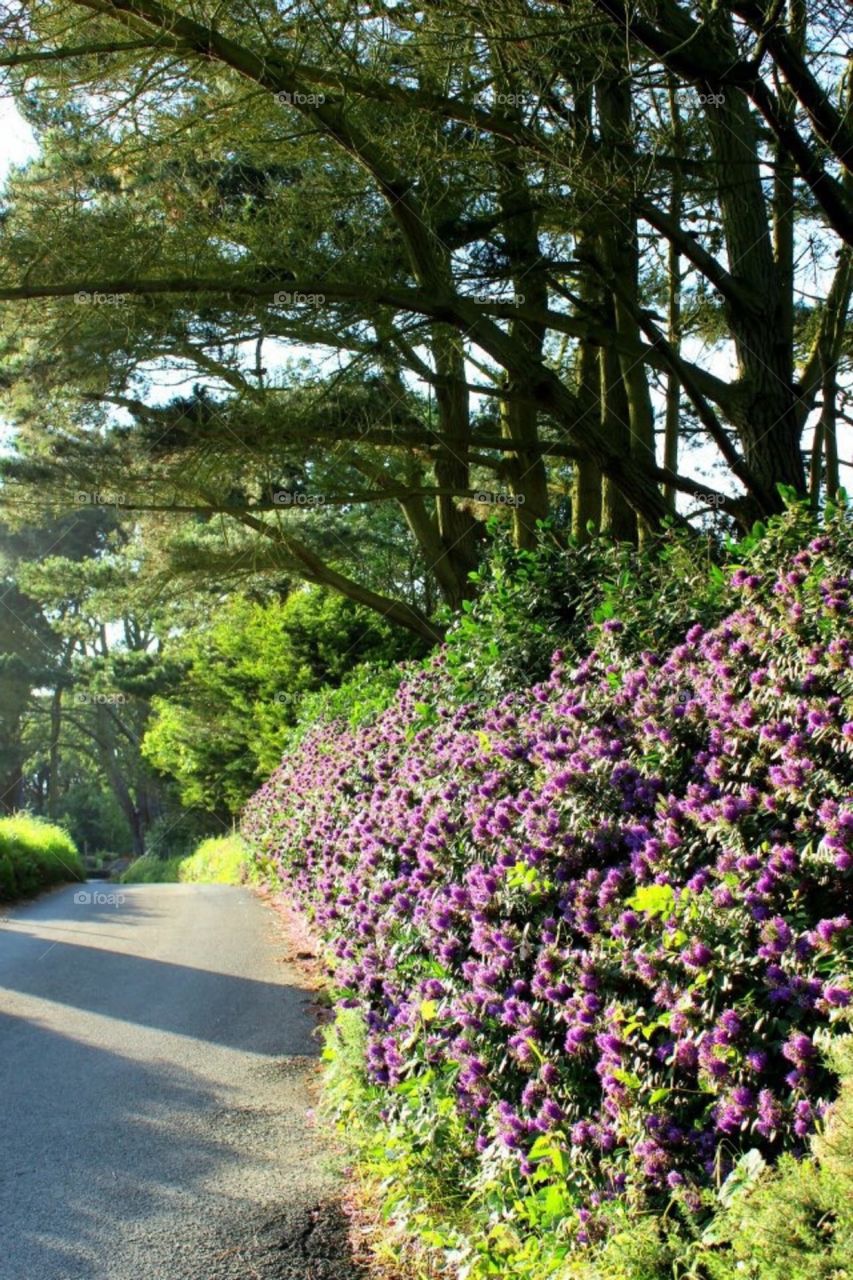 Woodland lane in Guernsey
