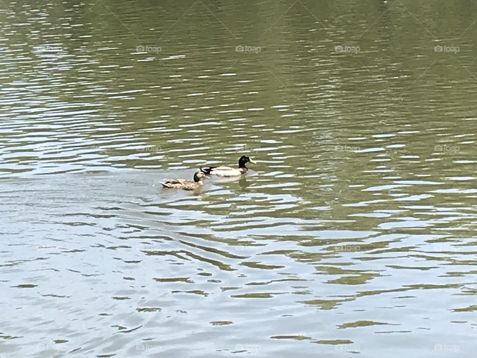 Duck in a pond