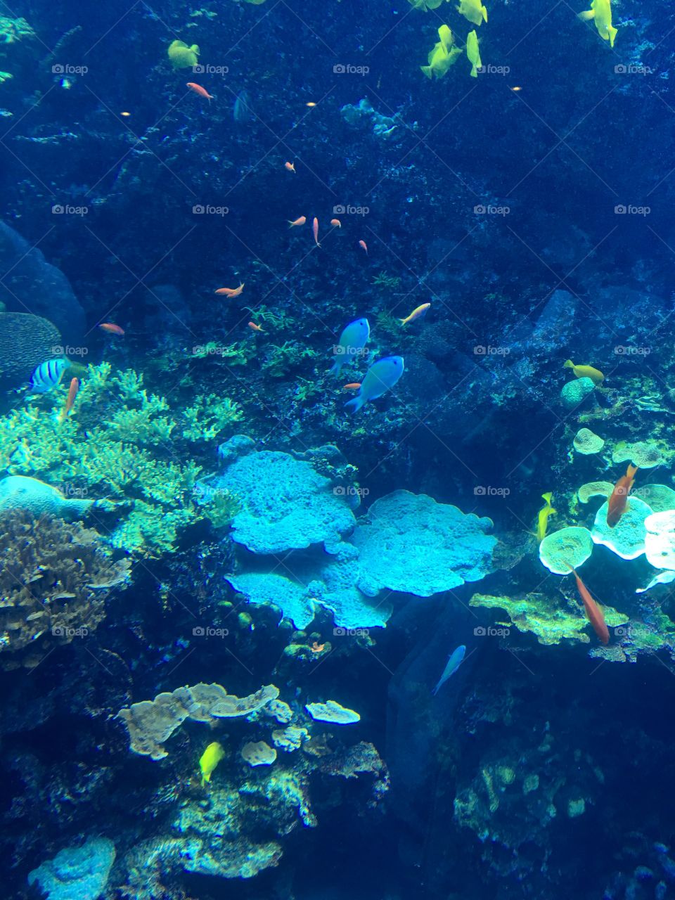 Coral Reef Fish