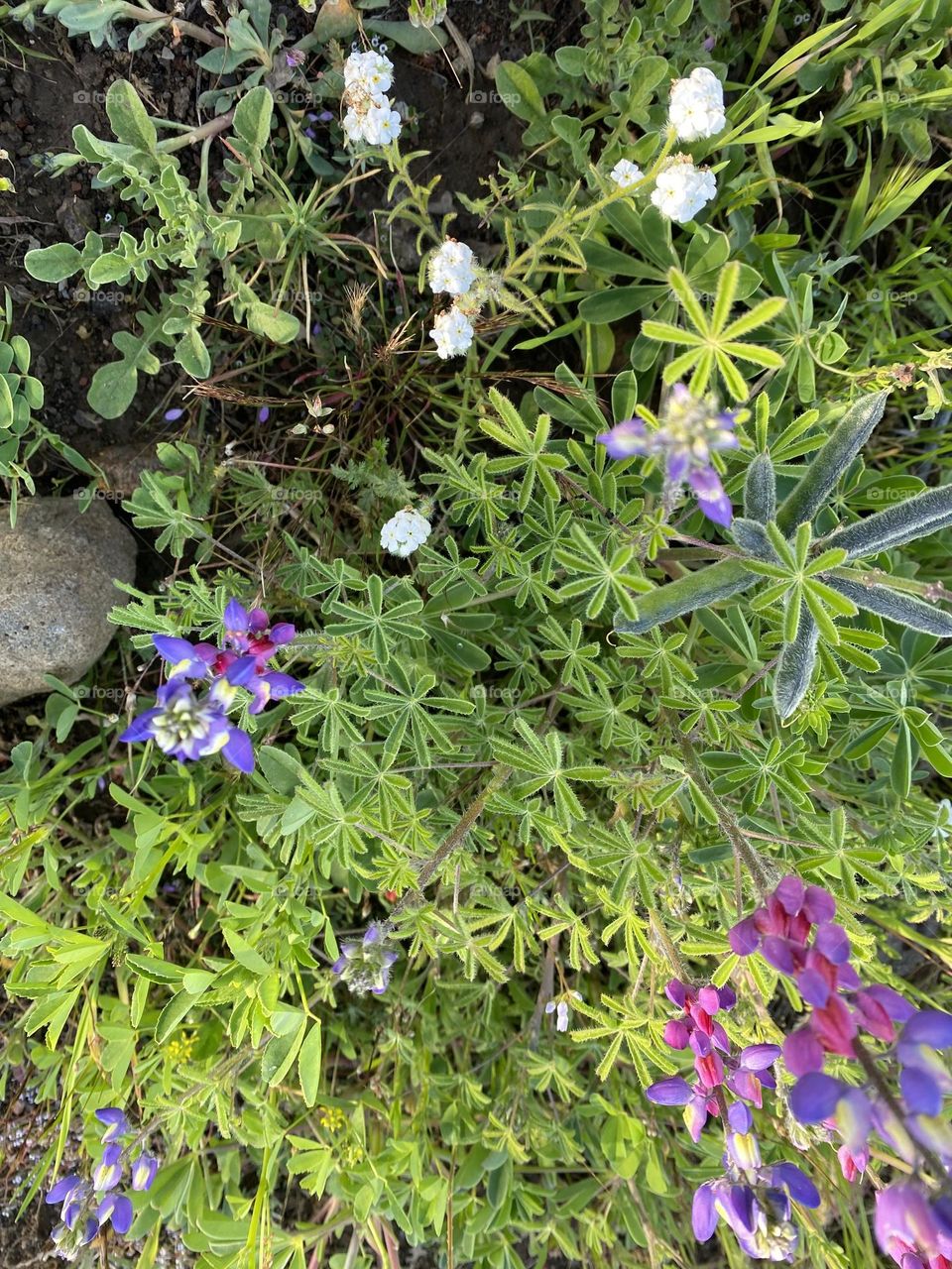 observing how beautiful the planet produces