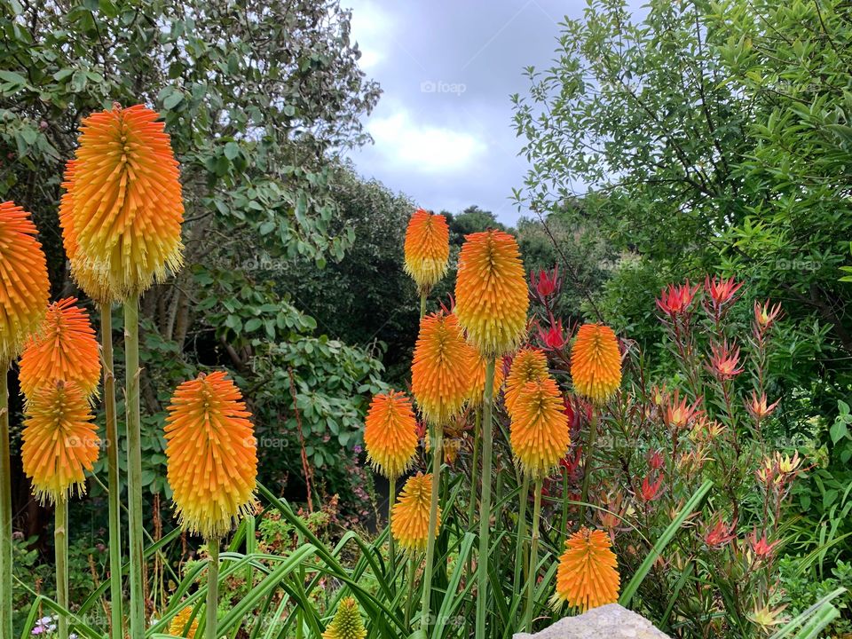 Red hot poker blooms at Ventnor Botanic gardens, Isle of Wight 