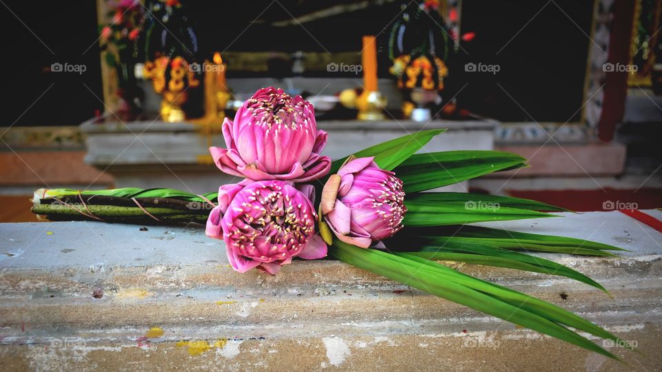 The beautiful bouquet pink lotus p worship buddha in the thai temple