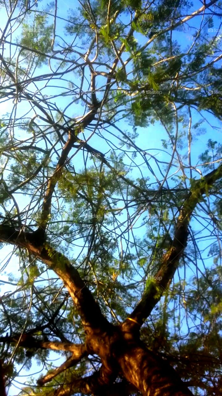 Low angle view of tree against sky