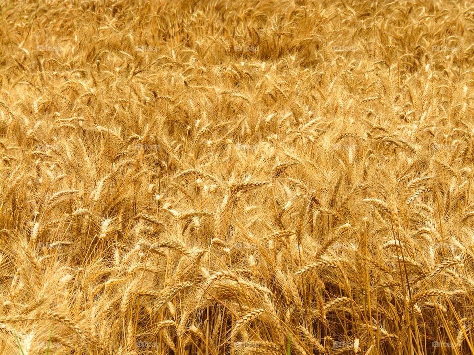 Wheat field