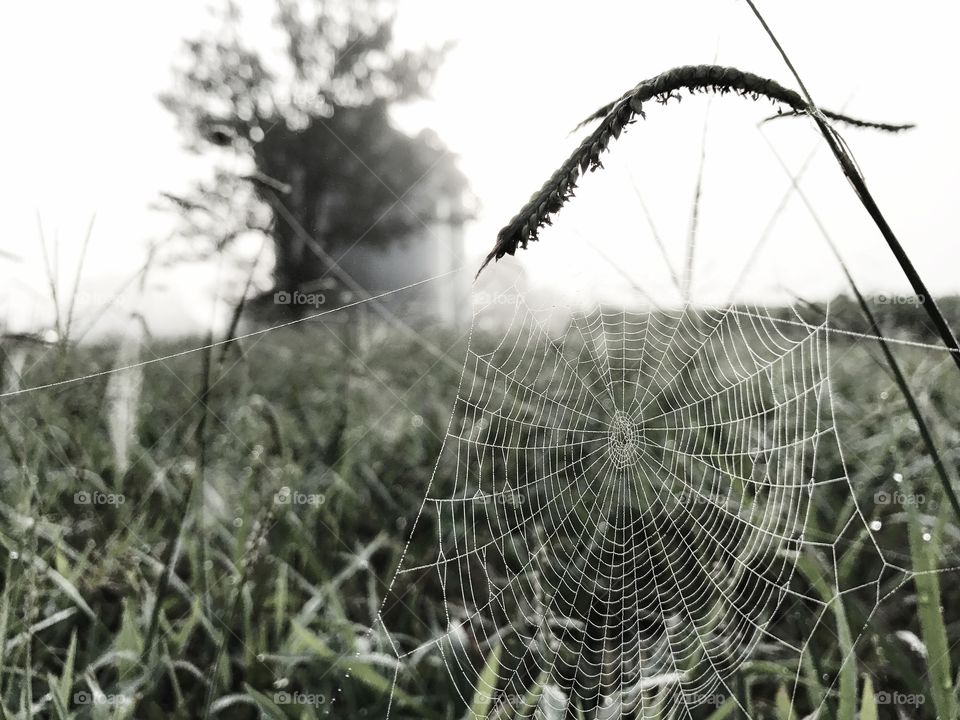 Charlotte's web.