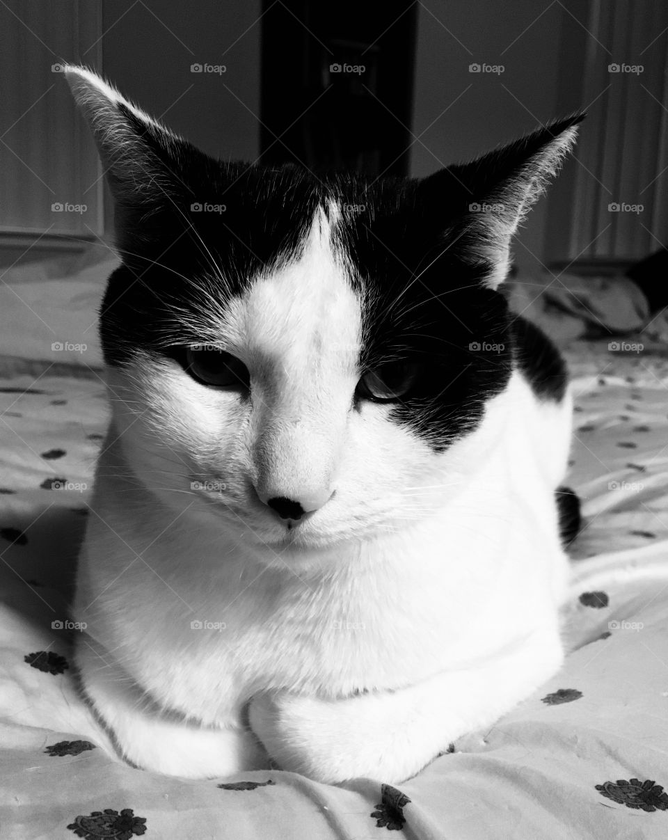 Portrait of a cat in black and white. 