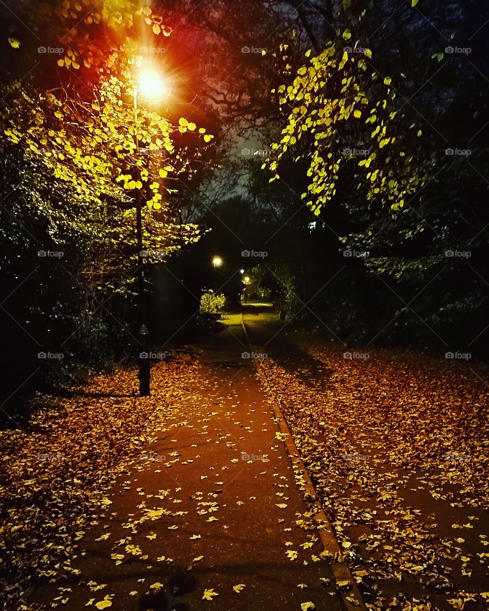 #autumn #trees #leaves #dark #path #crawley