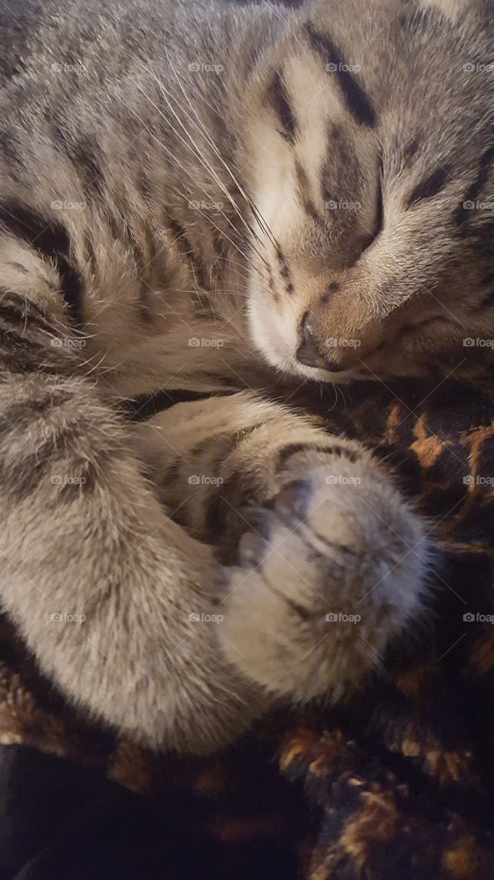 Kitten Closeup
