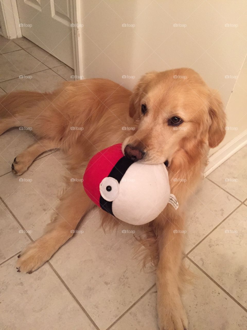 Dog, Pet, Cute, Canine, Puppy