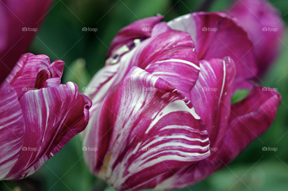 Elegant organic lines marking the contours of a vibrant purple tulip’s attire 