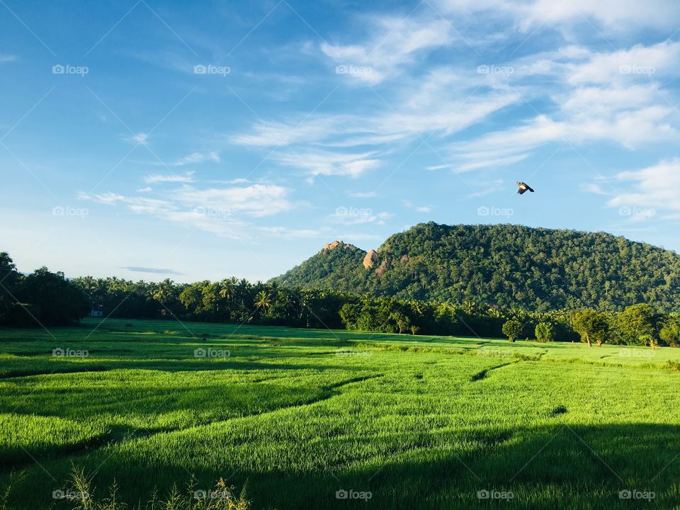 Beauty of the growing paddy fields in the countryside