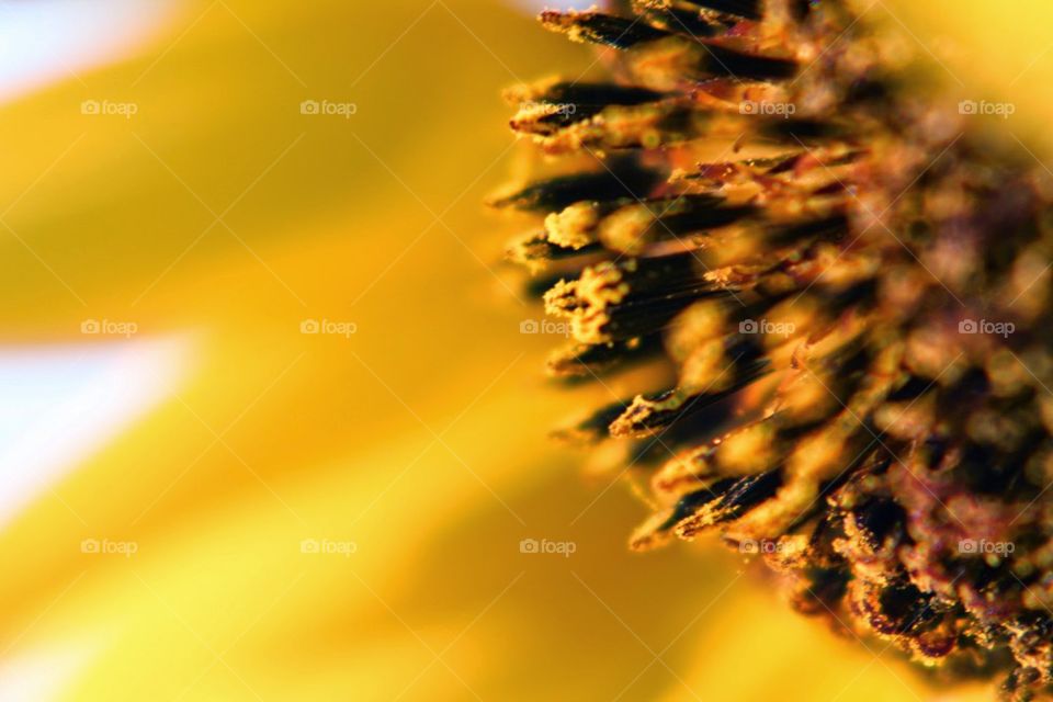 Macro sunflower 