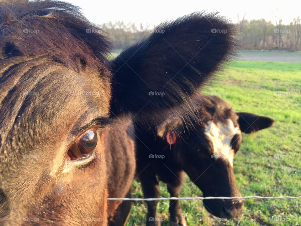 Steer selfie with photo bomber 😂 Two steers standing in a grassy pasture - one extreme, isolated, closeup headshot, the other steer in the background against a blurred rural landscape