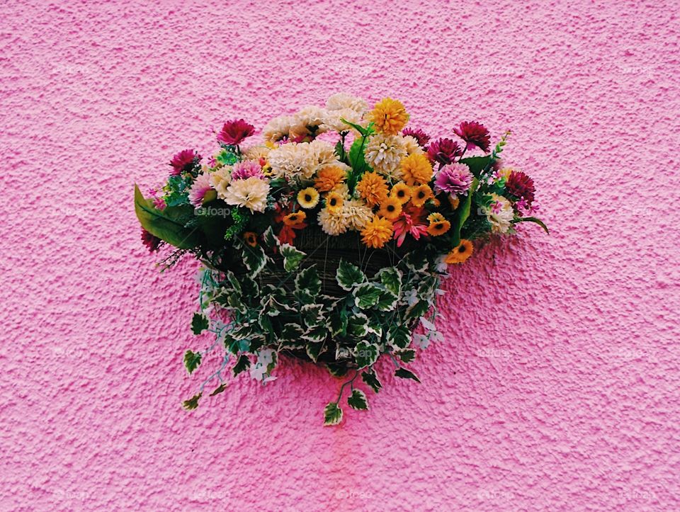 Bright flowers on a beautiful pink wall spotted in Scotland