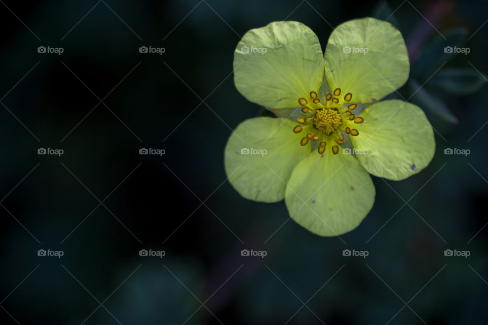 tiny flower taking up space in its golden ratio setting