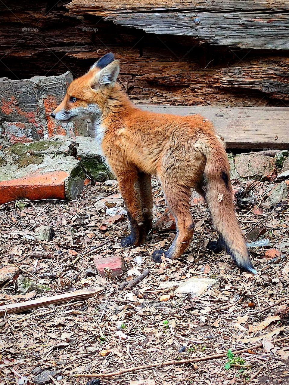 A small fox stands against the background of the foundation of an old wooden house. Nature