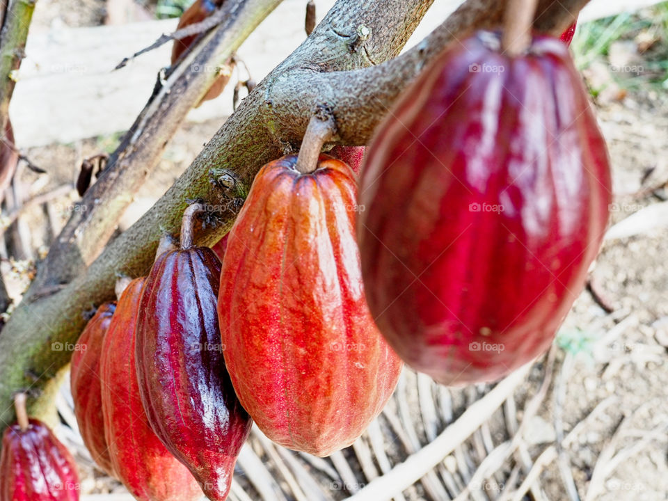 Cocao Fruit