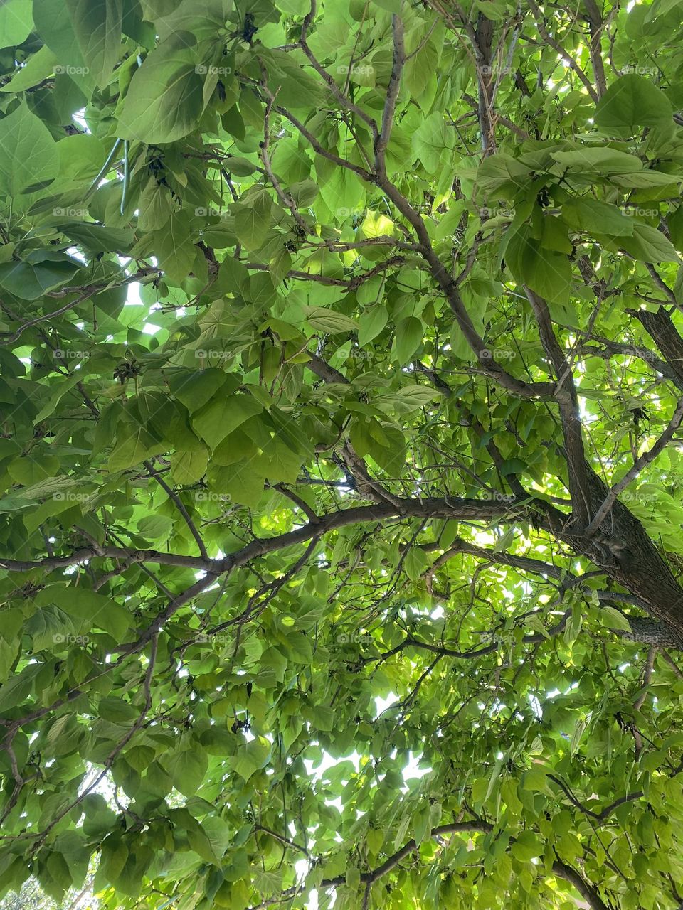 Tree with bright green leaves. 