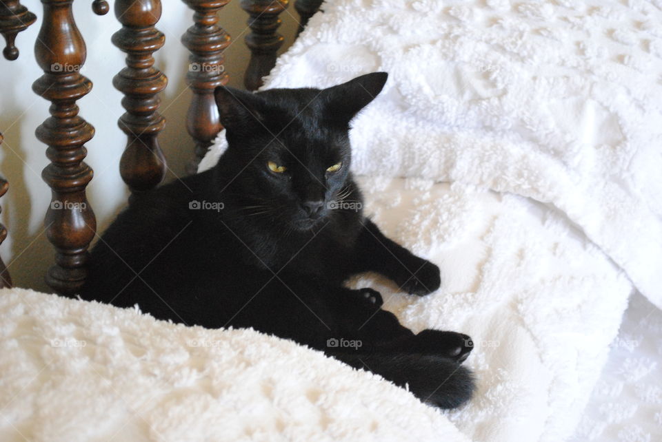 Black cat in the bed at Hemingway's house in Key West, Florida