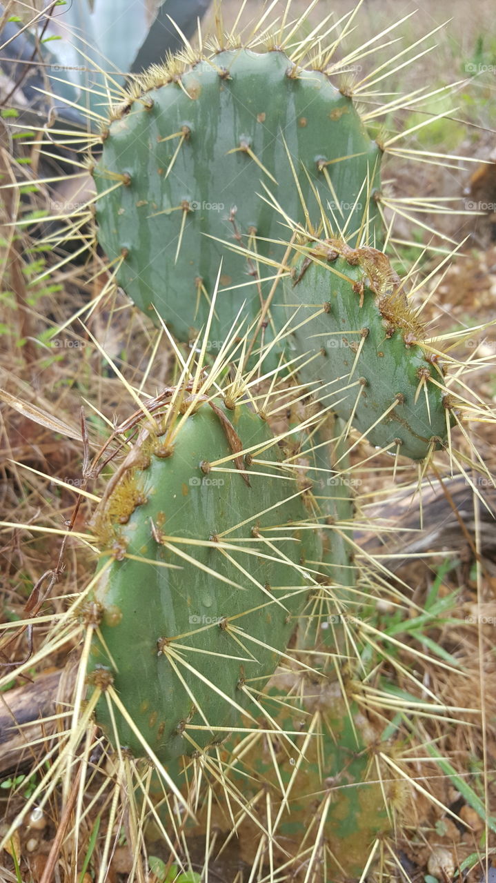 cactus