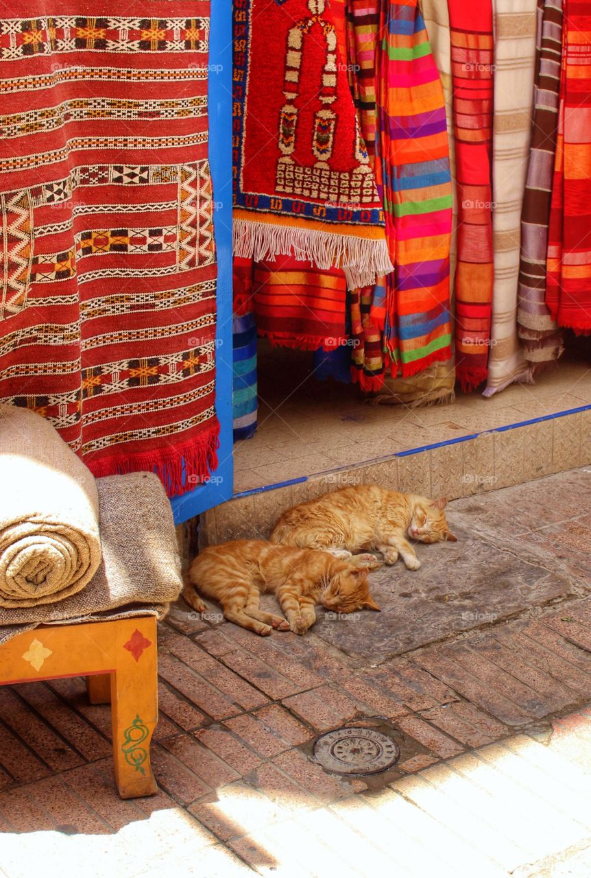 Moroccan kitties. Cats taking a nap outside a shop in Essaouira, Morocco.