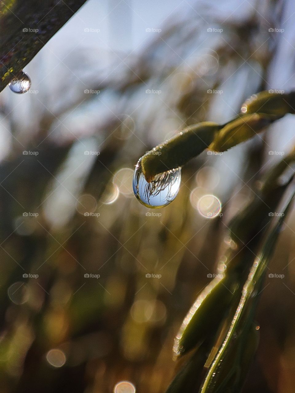 clear water drop