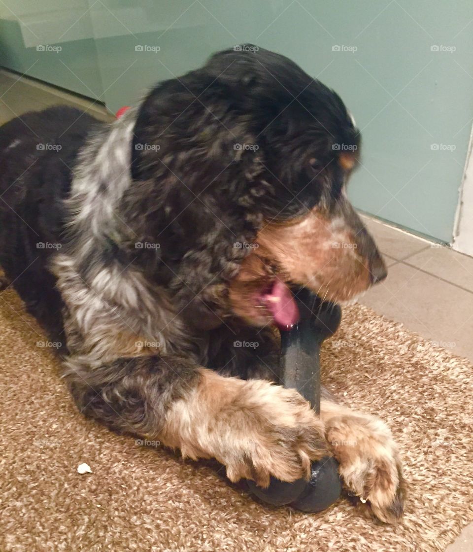 Cocker Spaniel. Hickory-Bear with her rubber bone