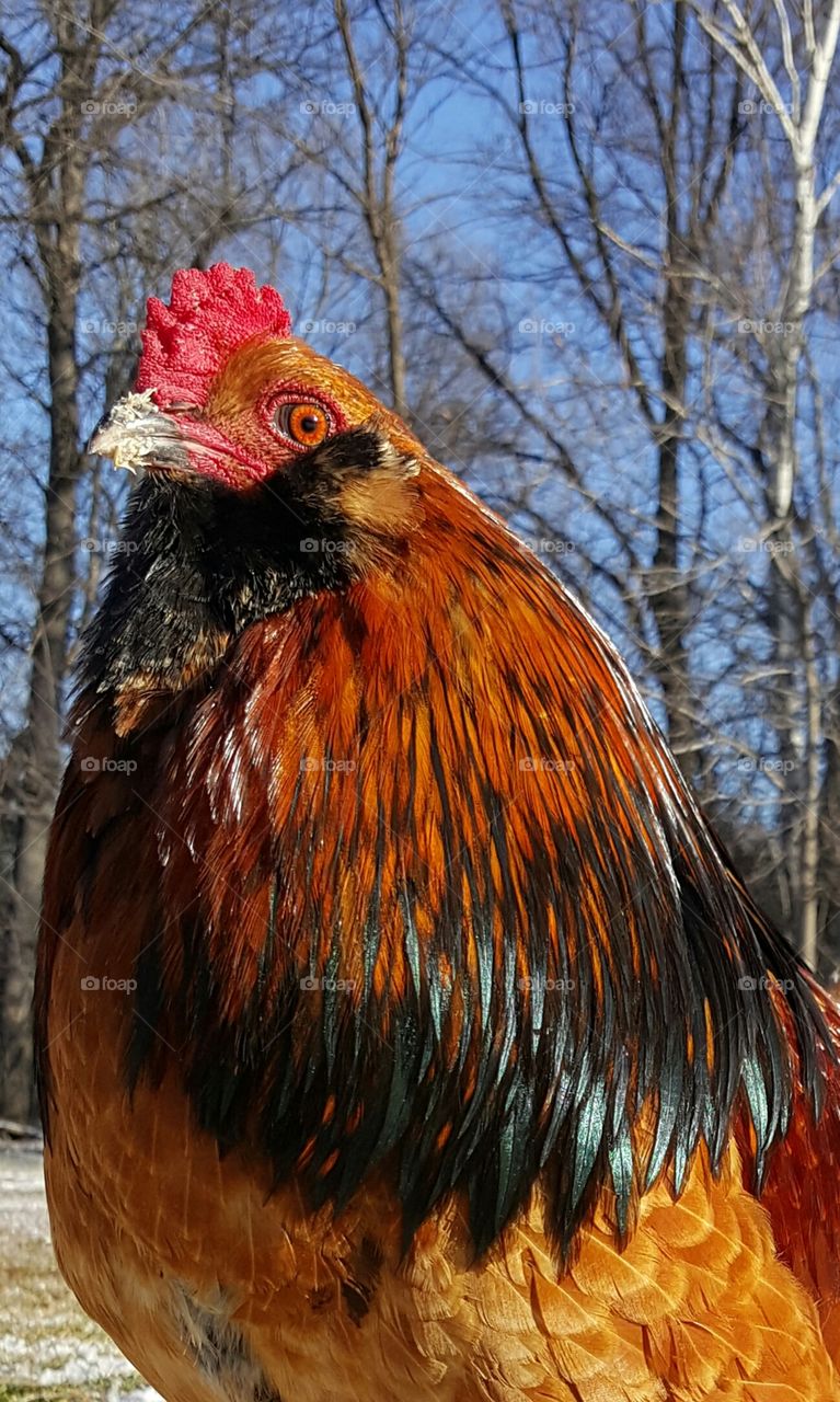bearded rooster