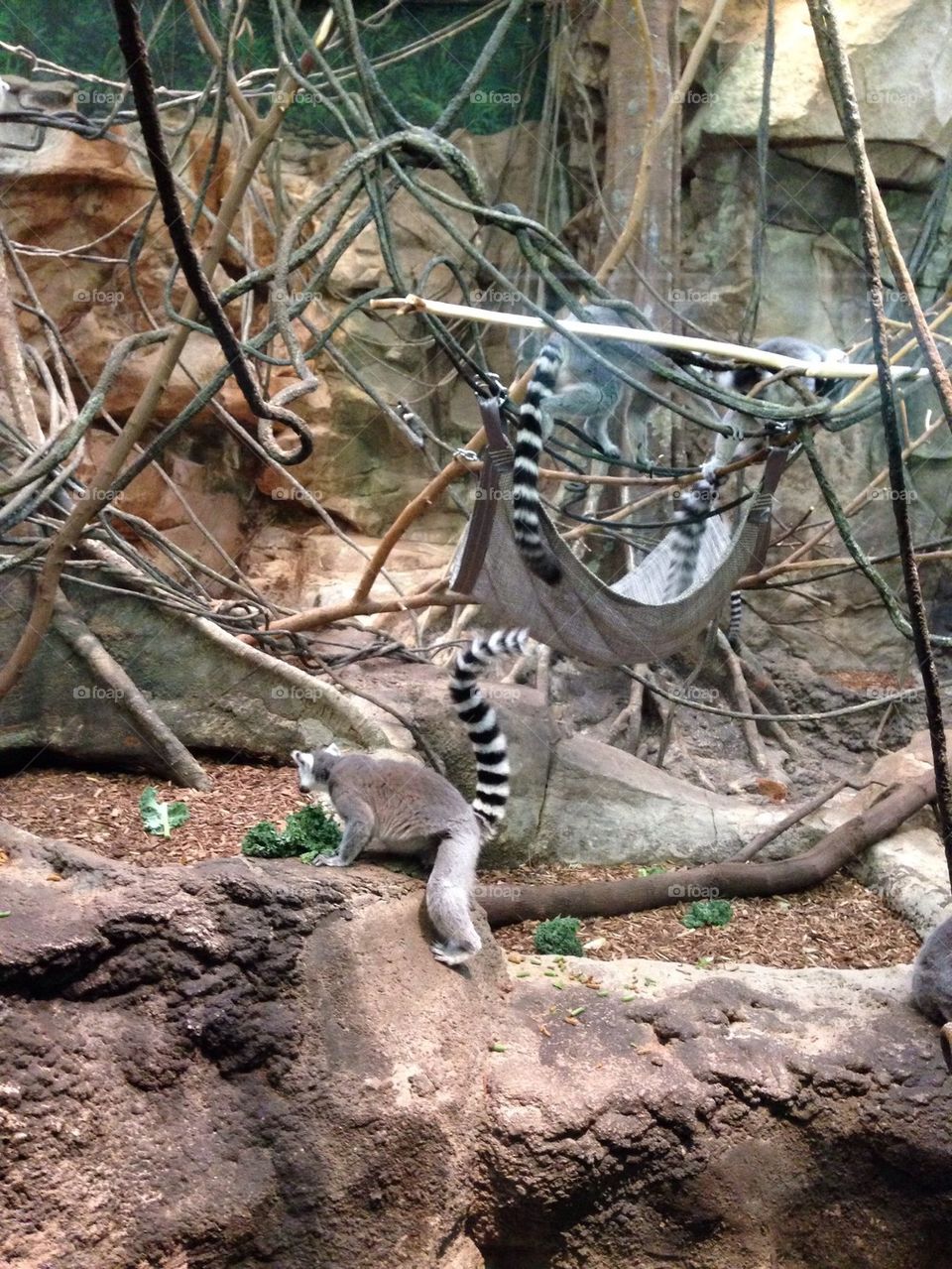 Lemurs