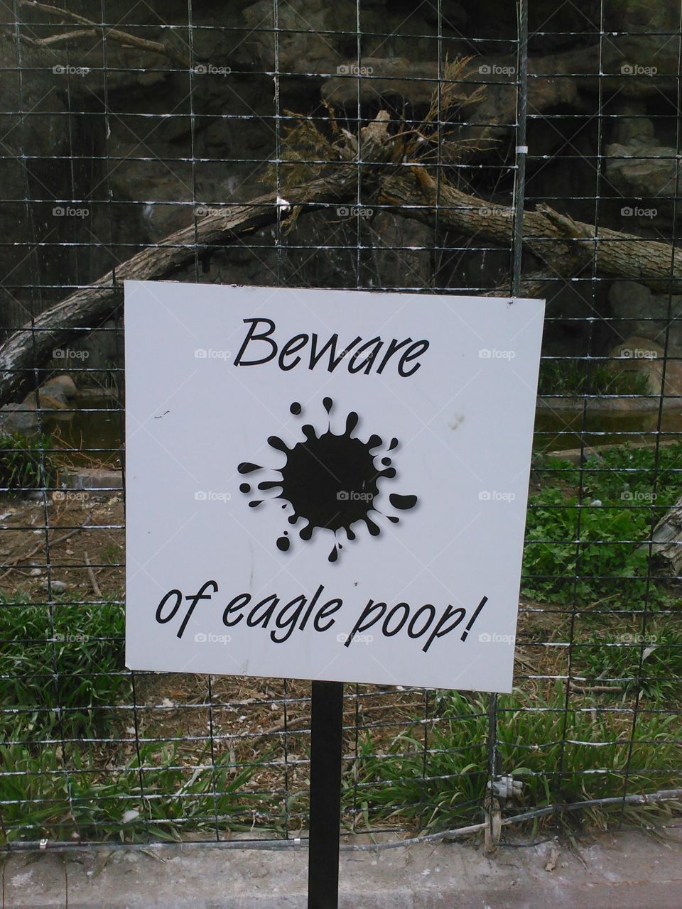 beware of eagle poop