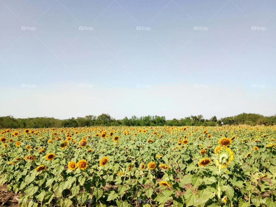 Sunflower field