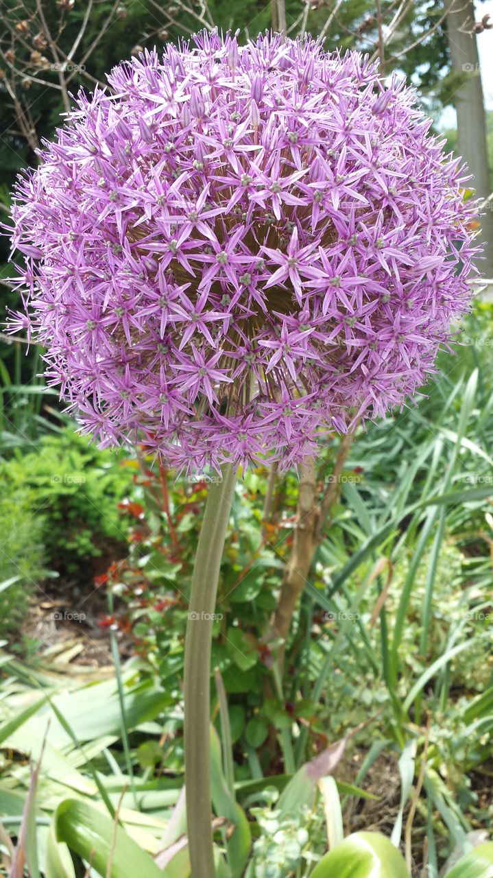 flower ball. unique flowers