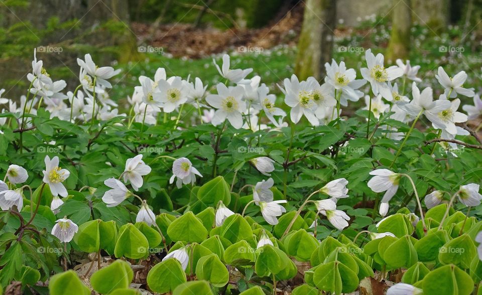 Flowers blooming in sonneby, sweden