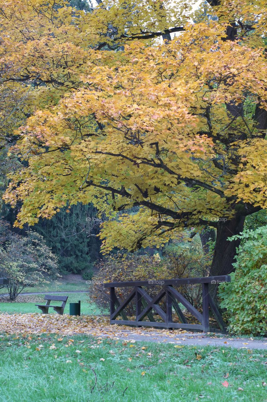 Autumn tree