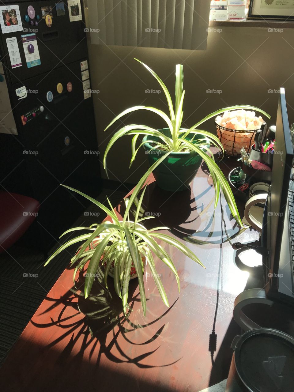 Desk green spider plants in the sun at work 