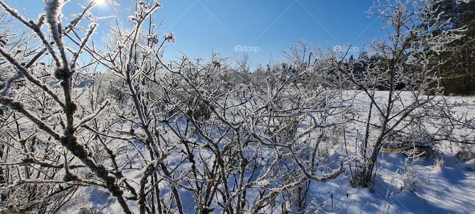 winter landscape